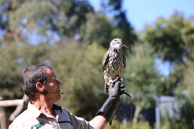 1 day Puffing Billy Steam Train and Wildlife Tour from Melbourne - Lakeside Visitor Centre and time for lunch