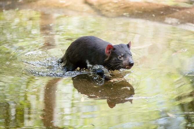 1 day Puffing Billy Steam Train and Wildlife Tour from Melbourne - Healesville Sanctuary and Australian wildlife