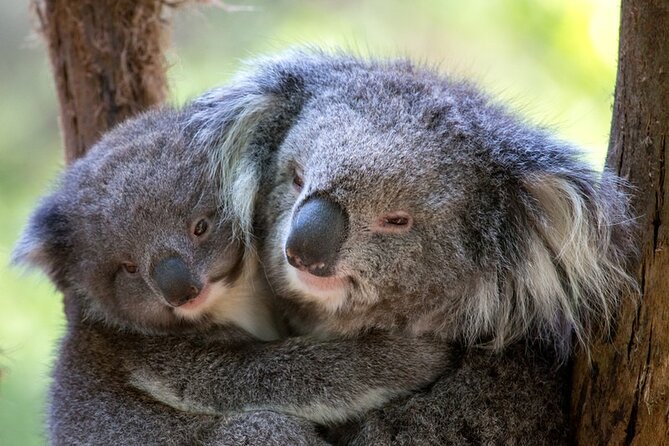 1 day Puffing Billy Steam Train and Wildlife Tour from Melbourne - Puffing Billy, the one-hour highlight