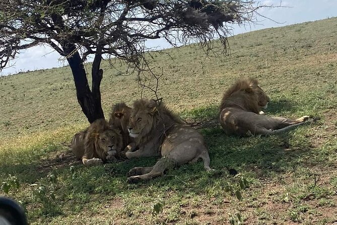 1. Day safaris to Mikumi by Train from dar es salaam - Why this train safari works from Dar es Salaam