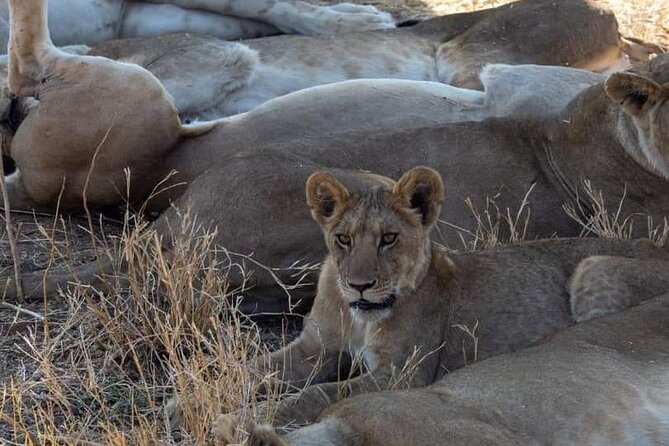 1. Day safaris to Mikumi by Train from dar es salaam - Mikumi National Park and its wildlife