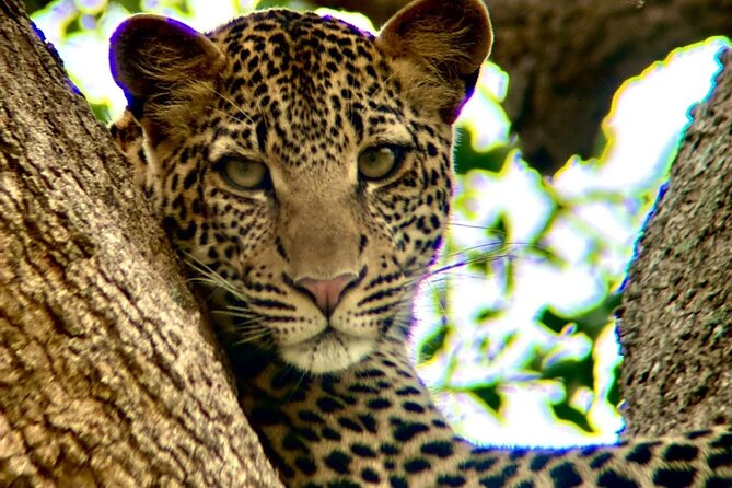1. Day safaris to Mikumi by Train from dar es salaam - Picnic lunch between the drives