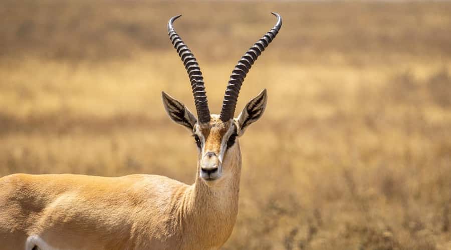 2 DAYS - MIKUMI PARK FROM DAR ES SALAAM BY LUXURY TRAIN - Why Mikumi works for a two-day safari