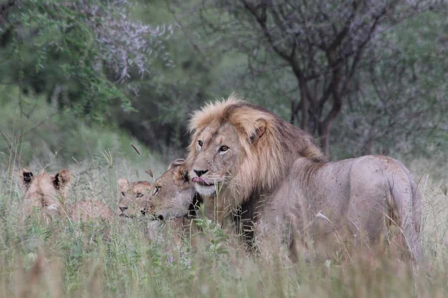 2 DAYS - MIKUMI PARK FROM DAR ES SALAAM BY LUXURY TRAIN - What bush lunch adds to the day