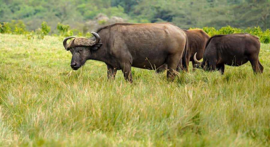 2 DAYS - MIKUMI PARK FROM DAR ES SALAAM BY LUXURY TRAIN - The return to Dar es Salaam through Morogoro