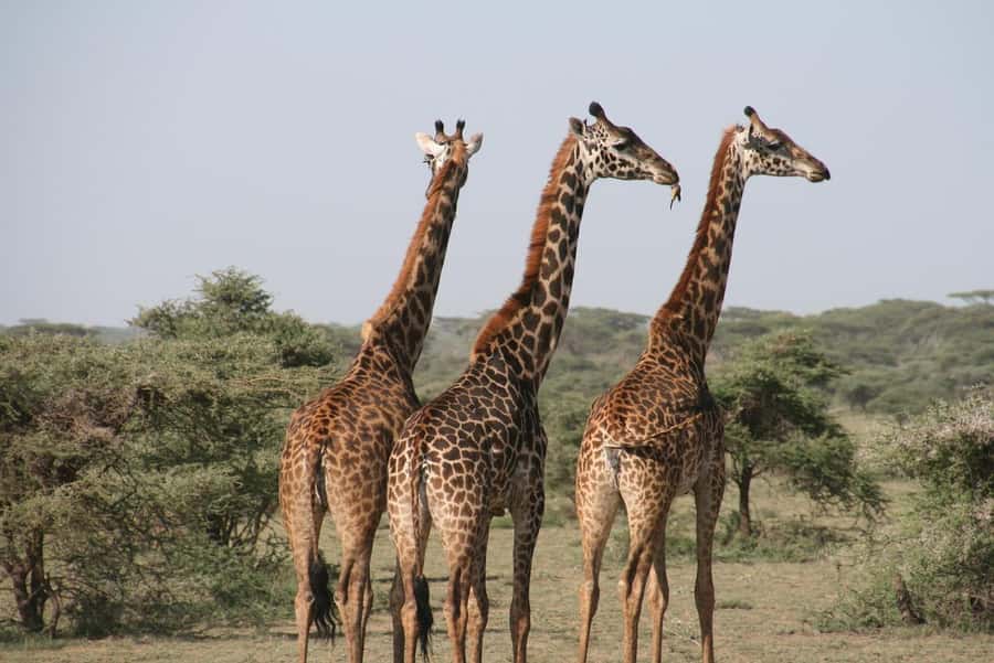 2 DAYS - MIKUMI PARK FROM DAR ES SALAAM BY LUXURY TRAIN - What the strongest praise tells you