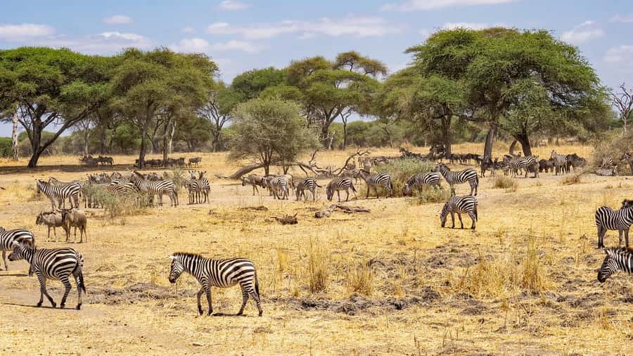 2 DAYS - MIKUMI PARK FROM DAR ES SALAAM BY LUXURY TRAIN - What to bring and what to confirm