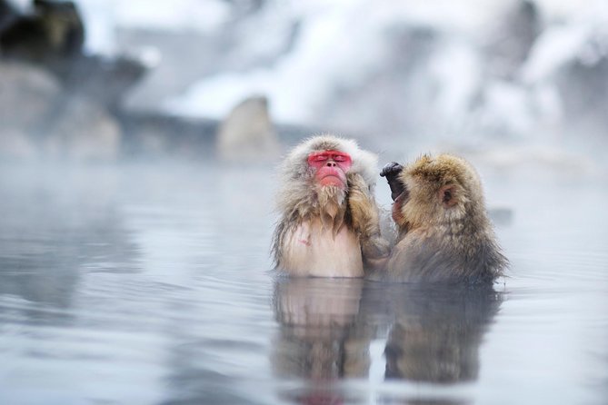 3-Day Private Tokyo and Nagano: Snow Monkeys, Tsukiji Market and Bullet Train - Tokyo begins with Asakusa and an evening walk