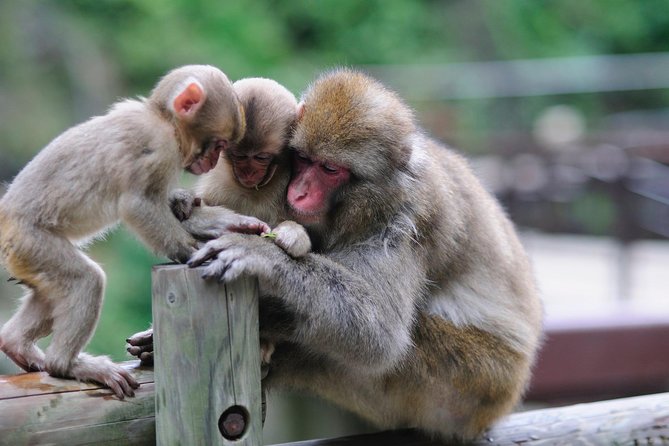 3-Day Private Tokyo and Nagano: Snow Monkeys, Tsukiji Market and Bullet Train - Jigokudani Snow Monkey Park requires real effort