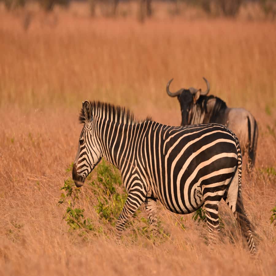 3 Days / 2 Nights Mikumi Safari by SGR Train from Zanzibar - Key points to know before booking