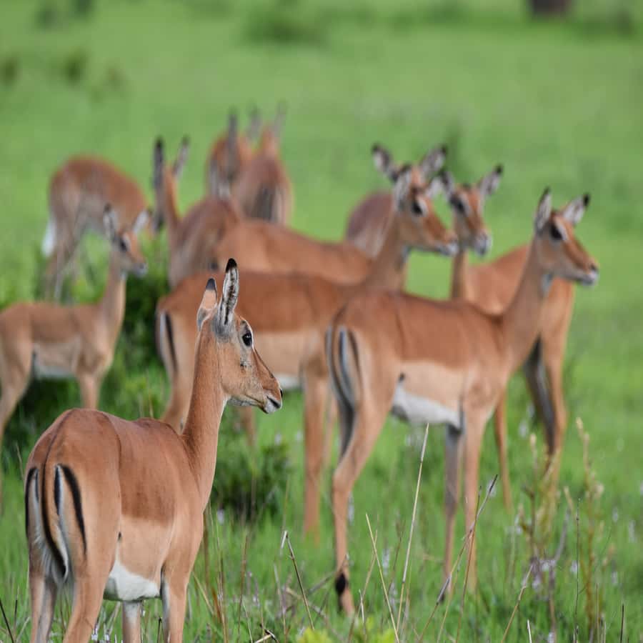 3 Days / 2 Nights Mikumi Safari by SGR Train from Zanzibar - Why Mikumi works well from Zanzibar