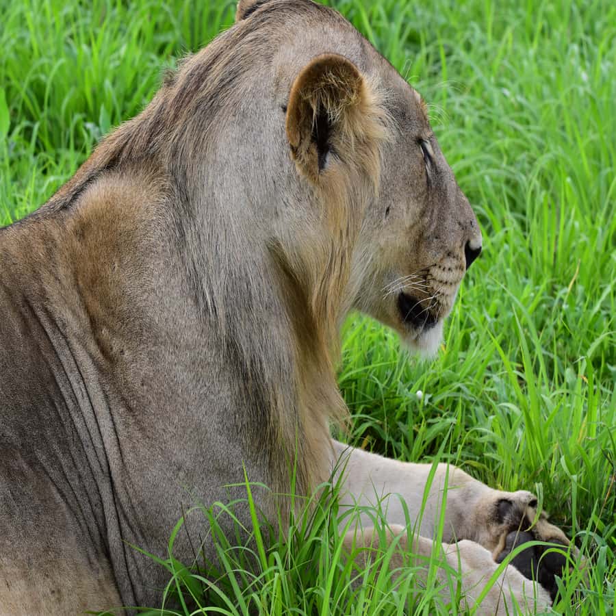 3 Days / 2 Nights Mikumi Safari by SGR Train from Zanzibar - The Maasai boma visit