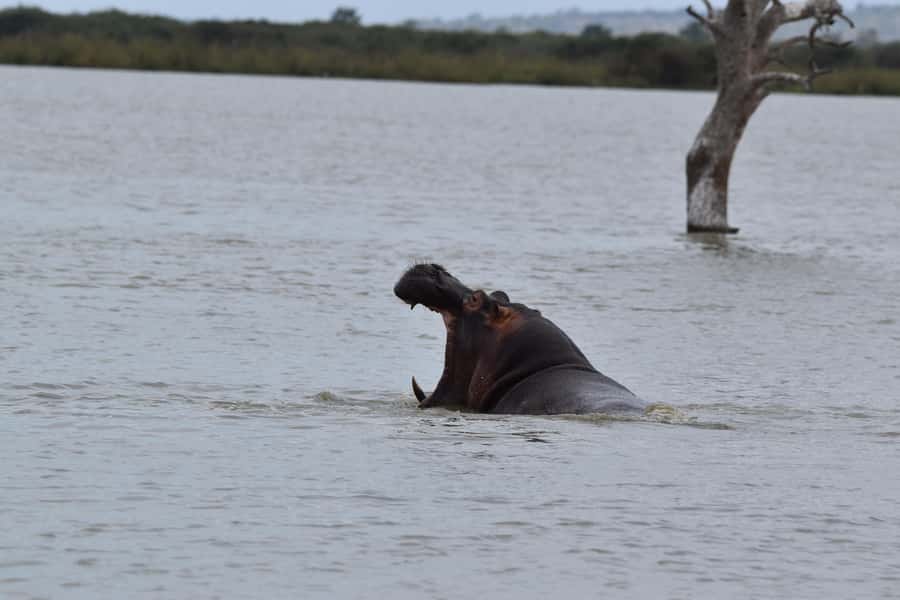 3 Days / 2 Nights Mikumi Safari by SGR Train from Zanzibar - What the guides add to the experience