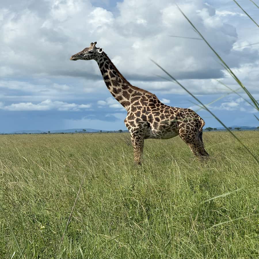 3 Days / 2 Nights Mikumi Safari by SGR Train from Zanzibar - Day 3: Returning by SGR and ferry