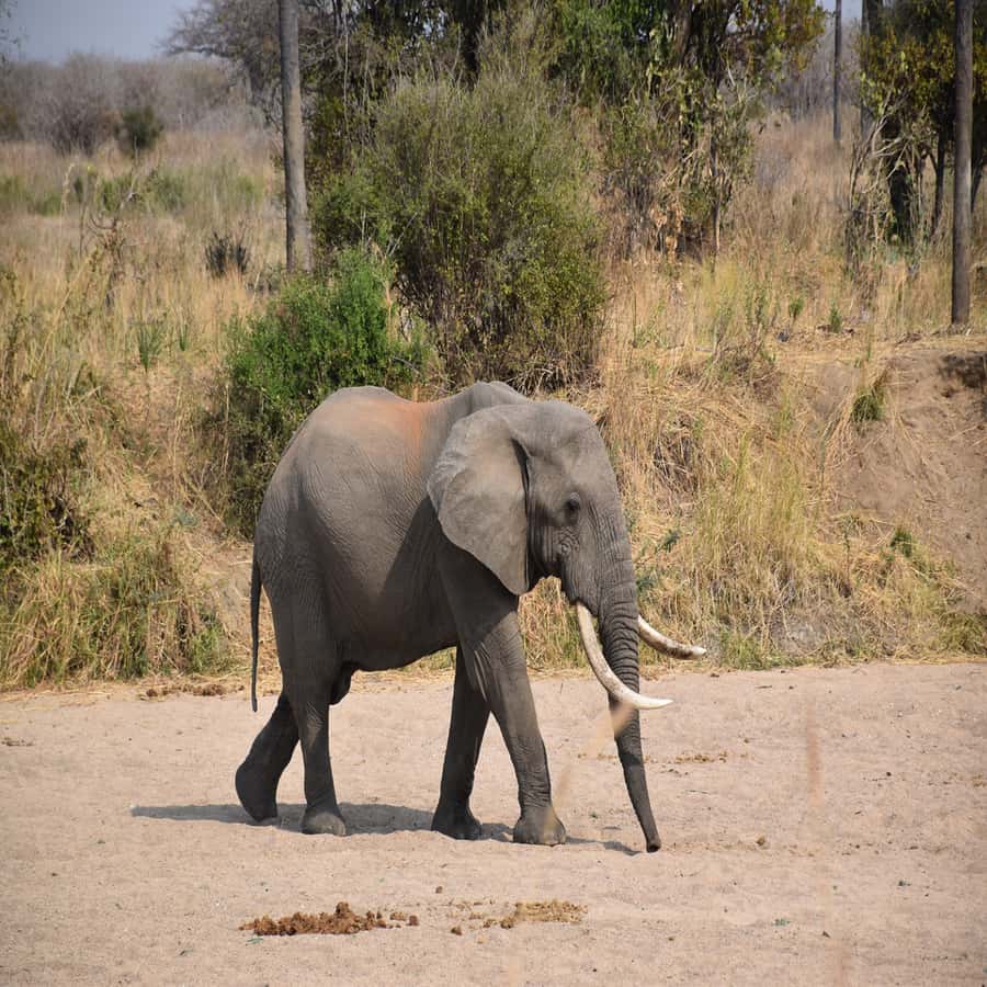 3 Days / 2 Nights Mikumi Safari by SGR Train from Zanzibar - Booking details worth checking