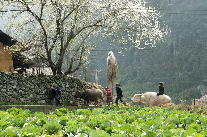 3 Days Sapa Tour with Night Train from Hanoi - The group size and guide make a difference