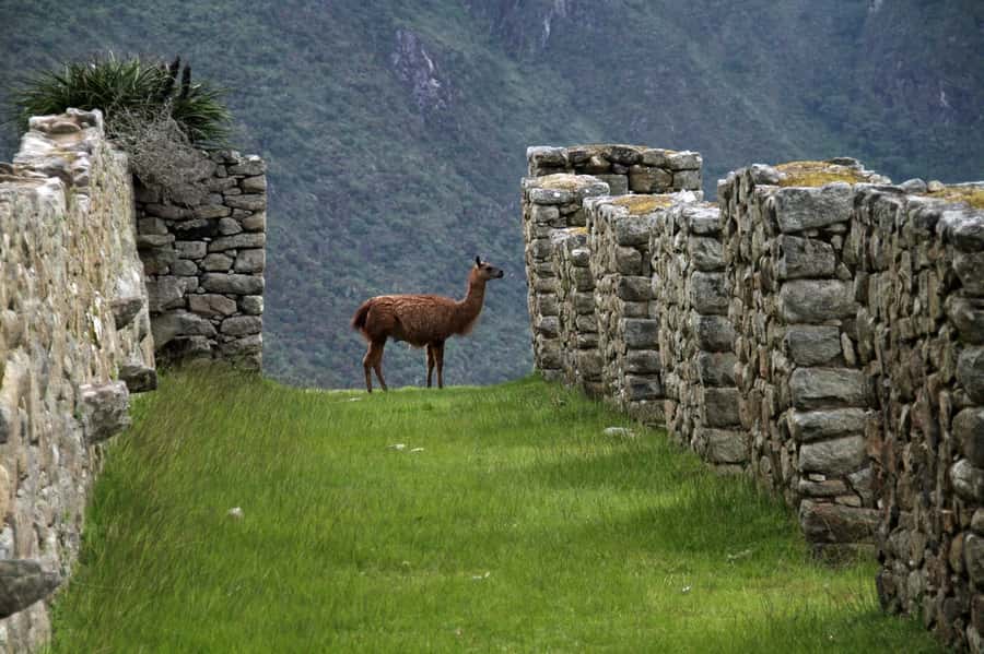 5-Day Classic Salkantay Trek to Machu Picchu return by Train - Why this five-day Salkantay route is worth your legs