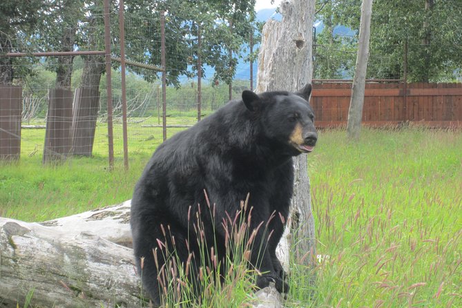 Alaska Wildlife Center and Turnagain Arm Tour w/Alyeska Tram - Why this Anchorage outing works