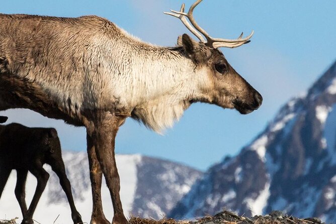 Alaska Wildlife Center and Turnagain Arm Tour w/Alyeska Tram - Who will get the most from this tour