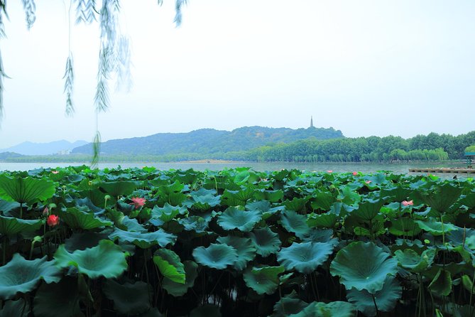 All-Inclusive Private Day Tour to Hangzhou by Bullet Train - Longjing Village and tea straight from the fields