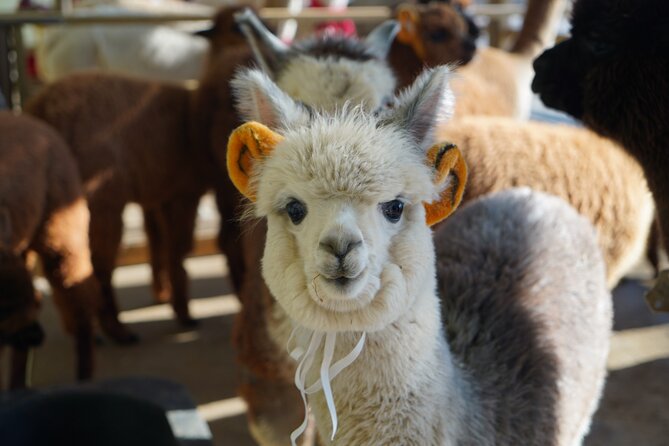 Alpaca, Nami, Eobi with Rail Bike or Strawberry - Choosing between rail biking and strawberry picking
