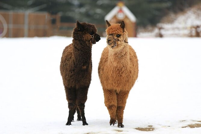 Alpaca World and Nami Island with Gangchon Rail Bike Tour - Why this three-stop outing works from Seoul
