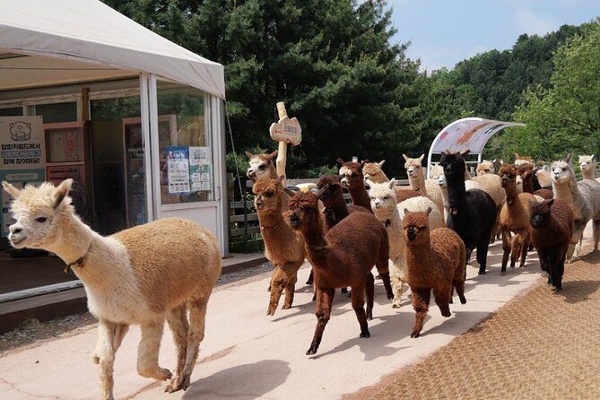 Alpaca World and Nami Island with Gangchon Rail Bike Tour - Who should book this day trip