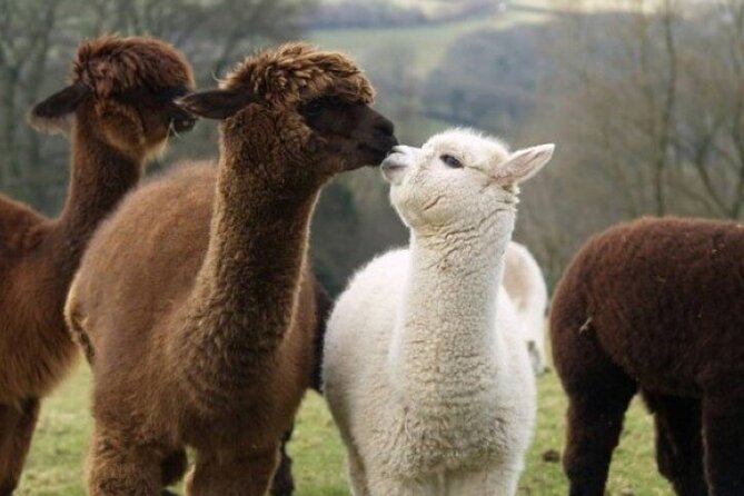 Alpaca World with Gangchon Rail Park One Day Tour - What to wear and bring