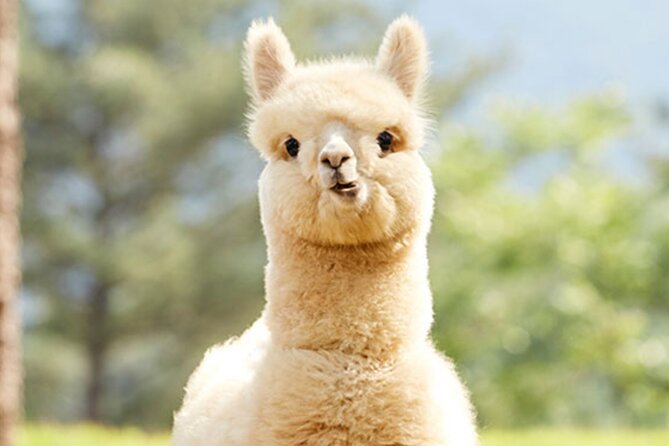 Alpaca World with Gangchon Rail Park One Day Tour - Is $86.20 good value?
