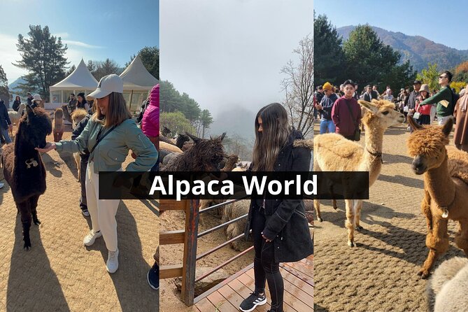 Alpaca World with Gangchon Rail Park One Day Tour - Who should book this experience?