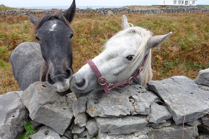 Aran Islands Scenic Flight and Galway Rail Tour from Dublin - Free time in Galway before the train home