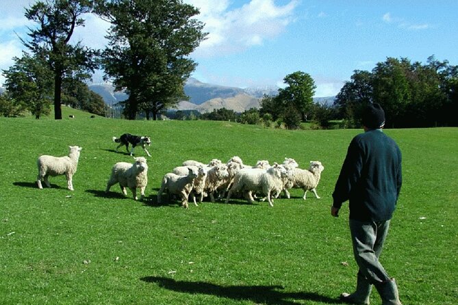 Arthur's Pass and TranzAlpine Train Day Tour from Christchurch - Toby Hill Farm brings the day down to earth