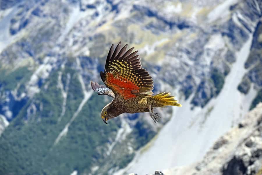 Arthur's Pass: TranzAlpine Train and Castle Hill Day Tour - Key points to know before booking