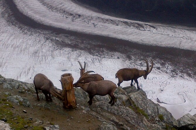 Attraction Ticket: Zermatt to Mount Gornergrat Summit - ZOOOM the Matterhorn: a useful indoor option