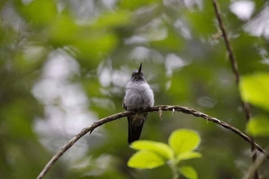 Babonneau/Castries: Rainforest Zip Line, Tram, and Hike Tour - Nine platforms and eight lines add the excitement
