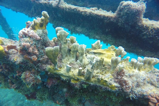 Barbados Harrison's Cave Tram Tour and Boat Cruise Snorkel Adventure - Who should book this experience?