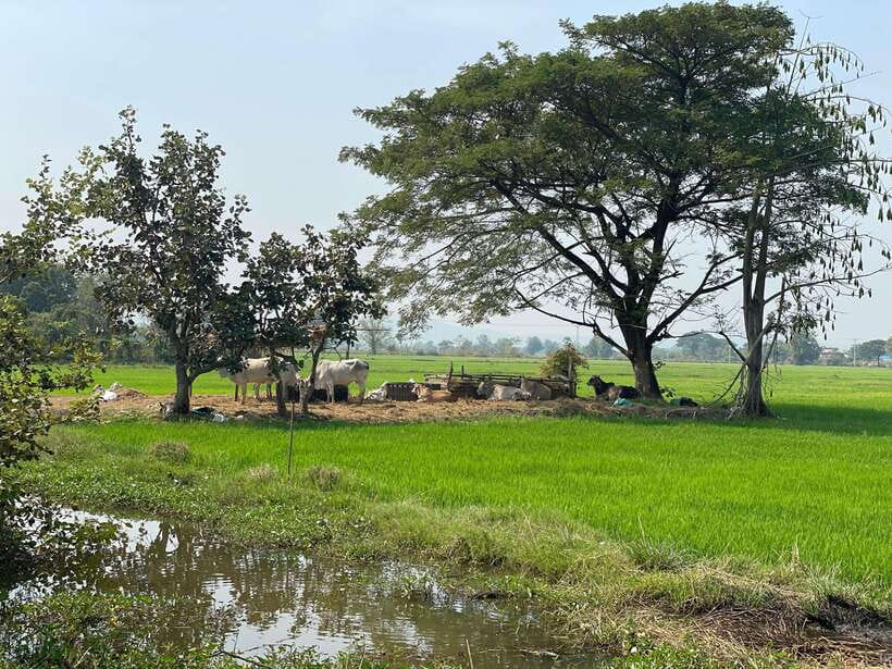 Battambang: Bamboo Train, Bat Cave and Killing Cave Tour - A six-hour route from Battambang city to the caves