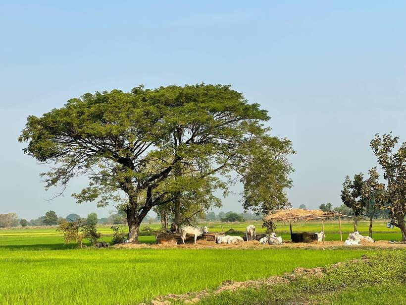 Battambang: Bamboo Train, Bat Cave and Killing Cave Tour - Battambang’s colonial buildings and city symbols