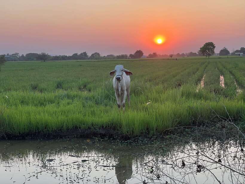 Battambang: Bamboo Train, Bat Cave and Killing Cave Tour - The bat cave at sunset
