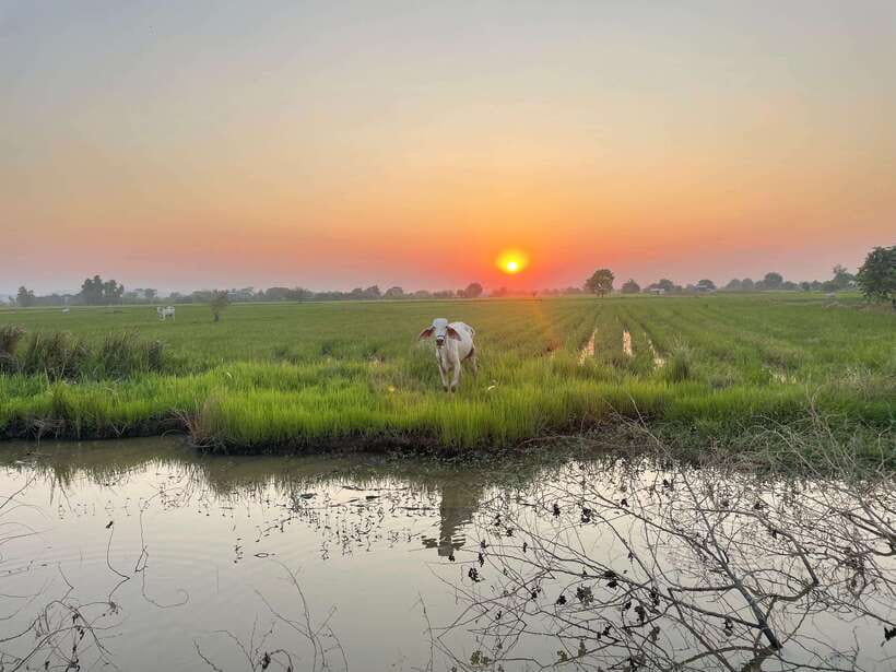 Battambang: Bamboo Train, Bat Cave and Killing Cave Tour - Is $12 a fair price?
