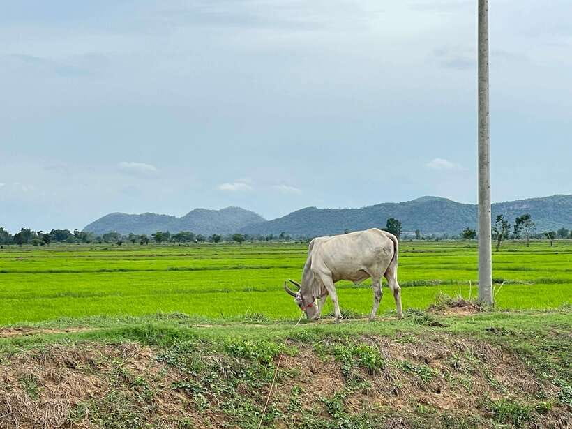 Battambang: Bamboo Train, Bat Cave and Killing Cave Tour - Who should book this Battambang tour?