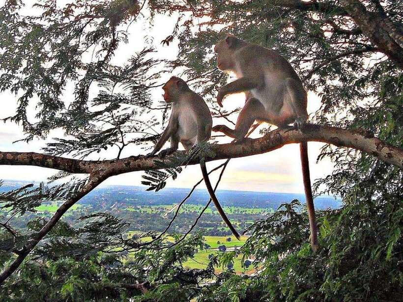Battambang: Bamboo Train, Bat Cave, Killing Cave by Tuk Tuk - Key points to know before you book