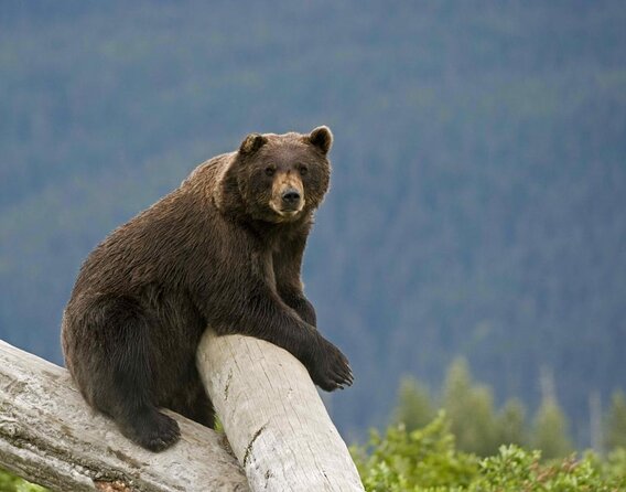 Bears, Trains & Icebergs Tour - Key things to know before booking