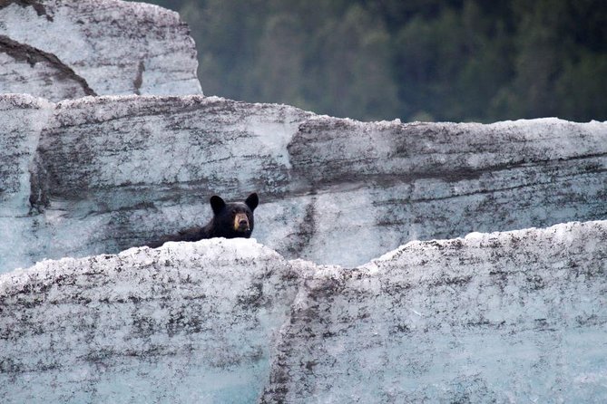 Bears, Trains & Icebergs Tour - Riding the Alaska Railroad instead of driving