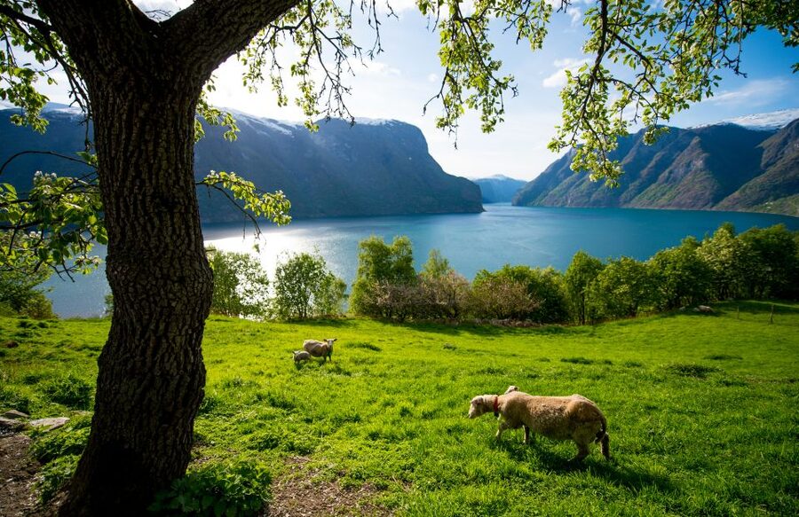 Bergen: Viking Village, Nærøyfjord Cruise & Flåm Railway - Myrdal to Voss, then back to Bergen
