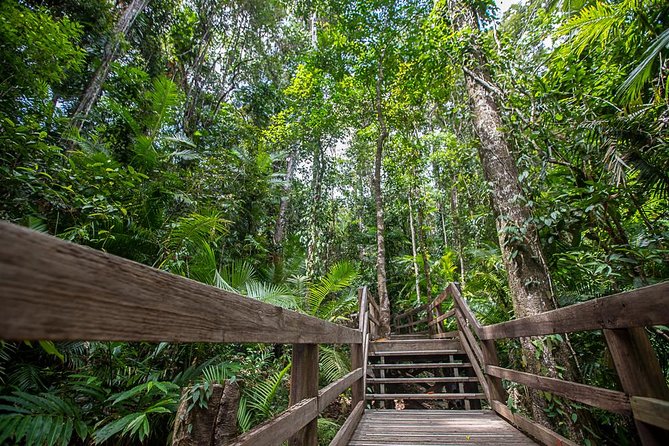 Cairns Super Saver: Reef Cruise, Daintree & Kuranda Rail/Skyrail - Is $423.17 good value?