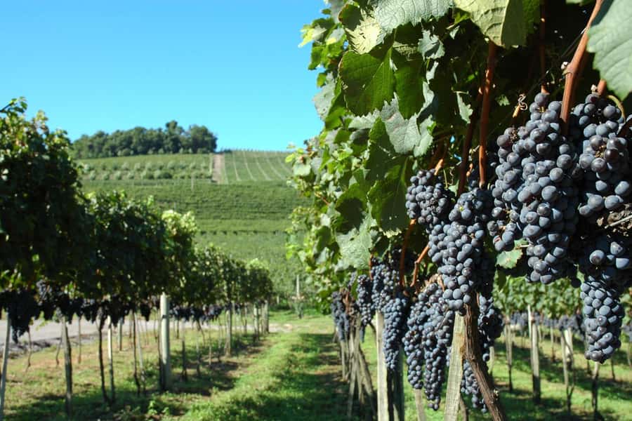 Canela/Gramado: South Wineries, Wine Train, & Italian Park - What this Serra Gaúcha day is really about