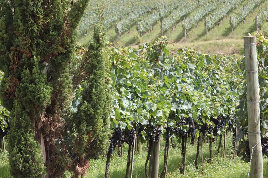Canela/Gramado: South Wineries, Wine Train, & Italian Park - Italian Epic Park and the story of immigration