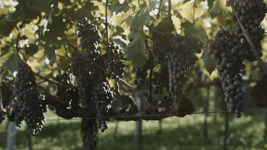 Canela/Gramado: South Wineries, Wine Train, & Italian Park - Tramontina and Gdom Knitting: useful, but not equal for everyone