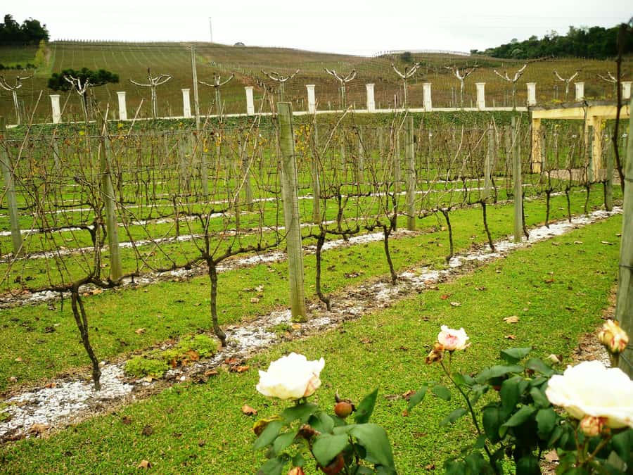 Canela/Gramado: South Wineries, Wine Train, & Italian Park - How much value do you get for $109?